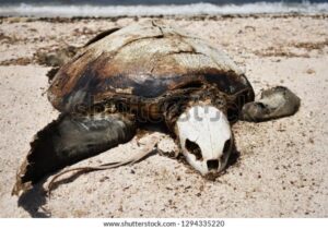 More than 1,100 dead sea turtles washed up along southern India’s coastline
