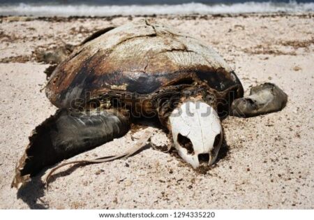 More than 1,100 dead sea turtles washed up along southern India’s coastline