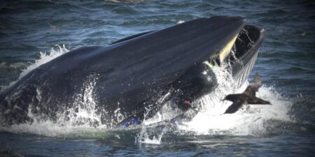 Terrifying moment dad watches whale swallow son whole then spit him out