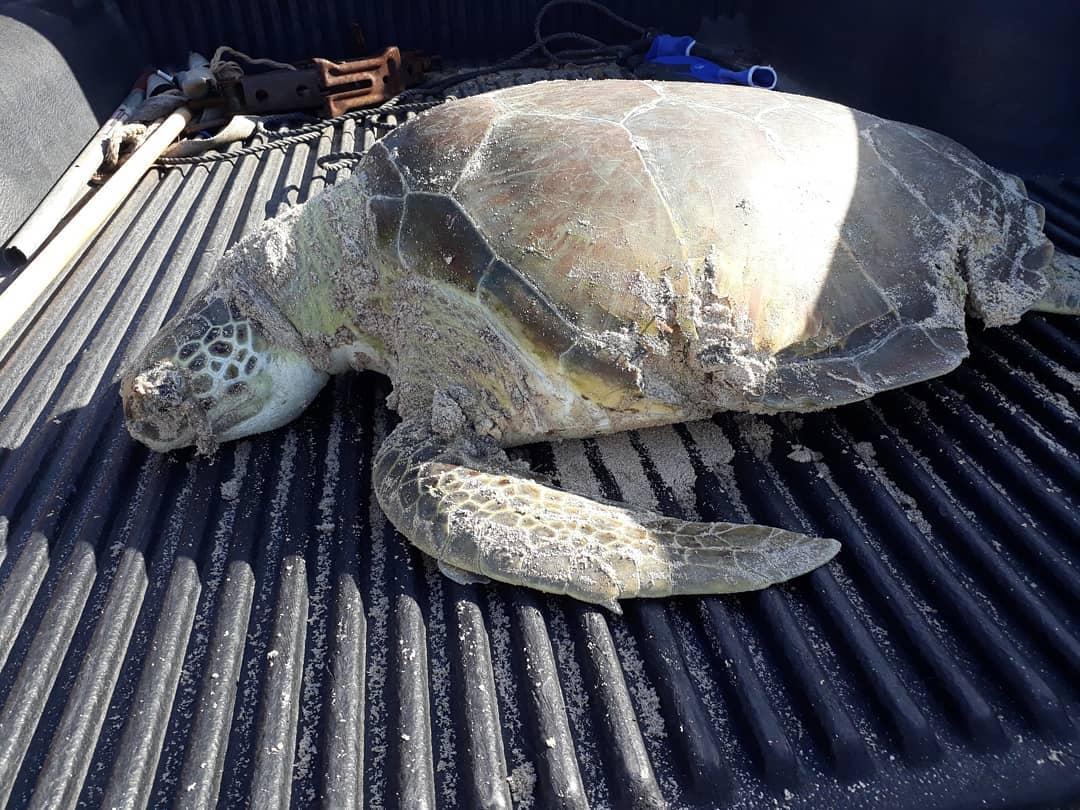 Future Monitoring and Research Strategies to Safeguard Marine Life