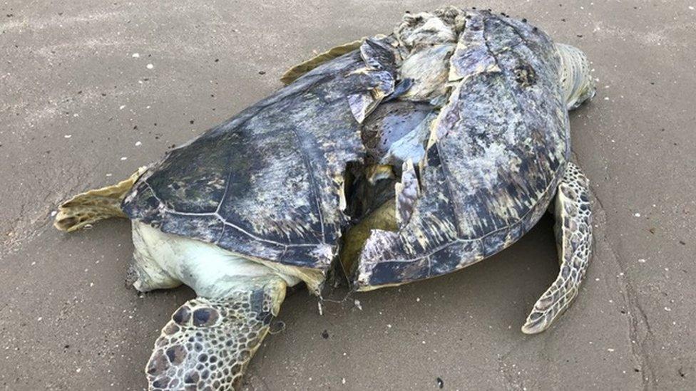 The Mysterious Surge of Dead Sea Turtles and Its Environmental Implications