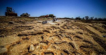 More than 60 dinosaur footprints found on boulder that sat at Queensland school for 20 years