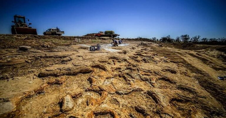 More than 60 dinosaur footprints found on boulder that sat at Queensland school for 20 years