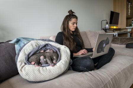 Influencer sparks backlash after taking baby wombat from mother for a photo