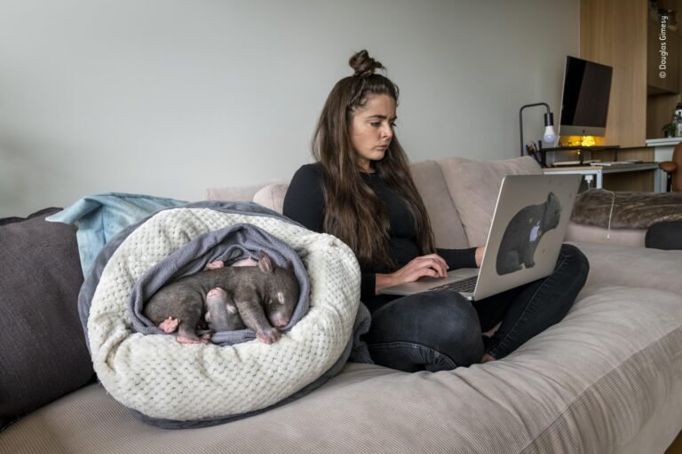 Influencer sparks backlash after taking baby wombat from mother for a photo