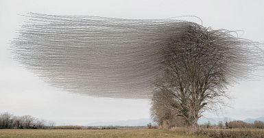 Blackbirds are dropping dead from the sky as virus spells eerie threat for UK