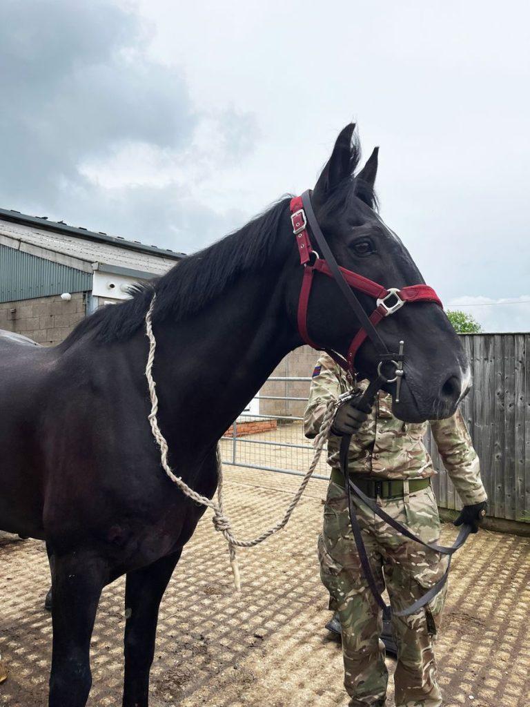 Four injured as runaway military horses bolt through central London – BBC.com
