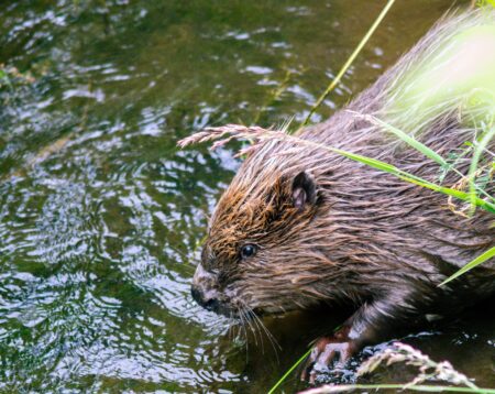 Beaver wild release: a milestone for nature recovery in England – Natural England