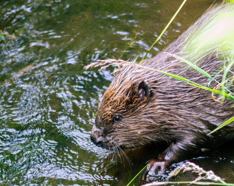 Beaver wild release: a milestone for nature recovery in England – Natural England