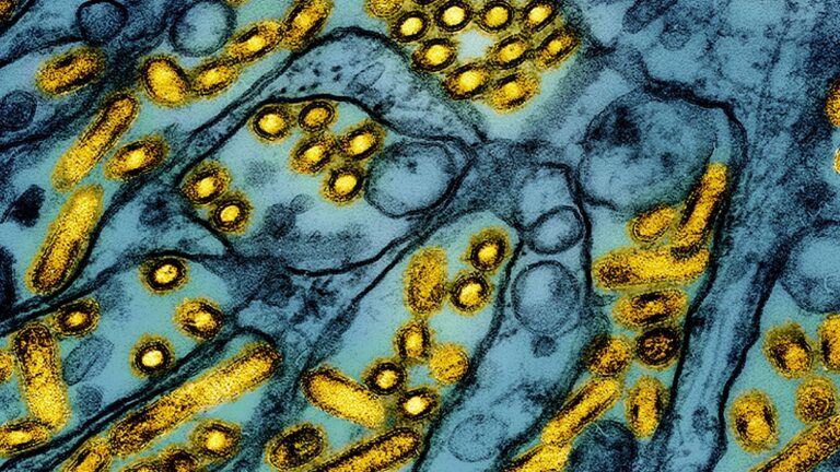 Bird flu prevention zones declared over first case of ‘highly infectious’ strain – Metro.co.uk