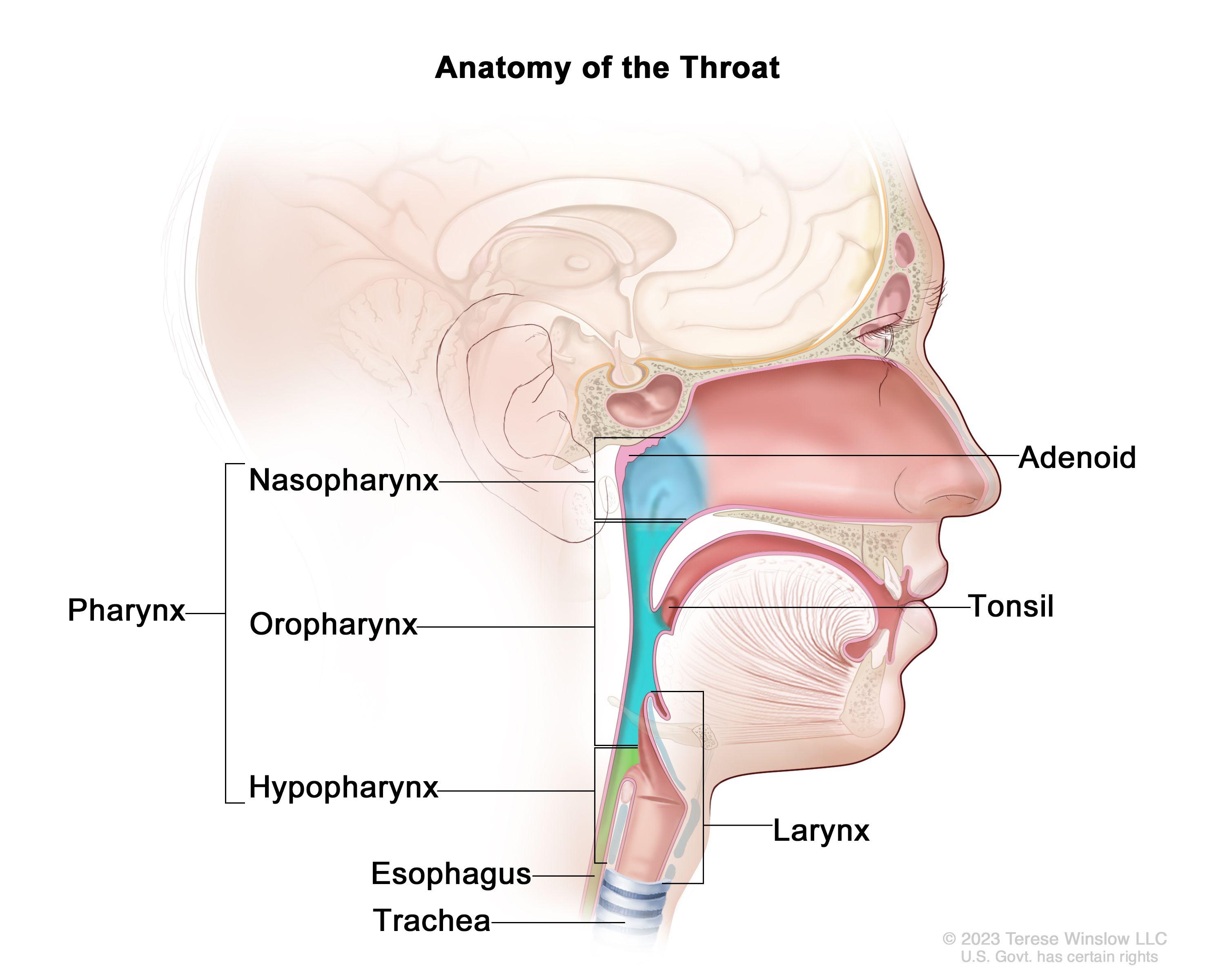 Throat⁤ Infection Symptoms​ Unveiled in⁣ the Wake of Recent⁢ sting Diagnosis