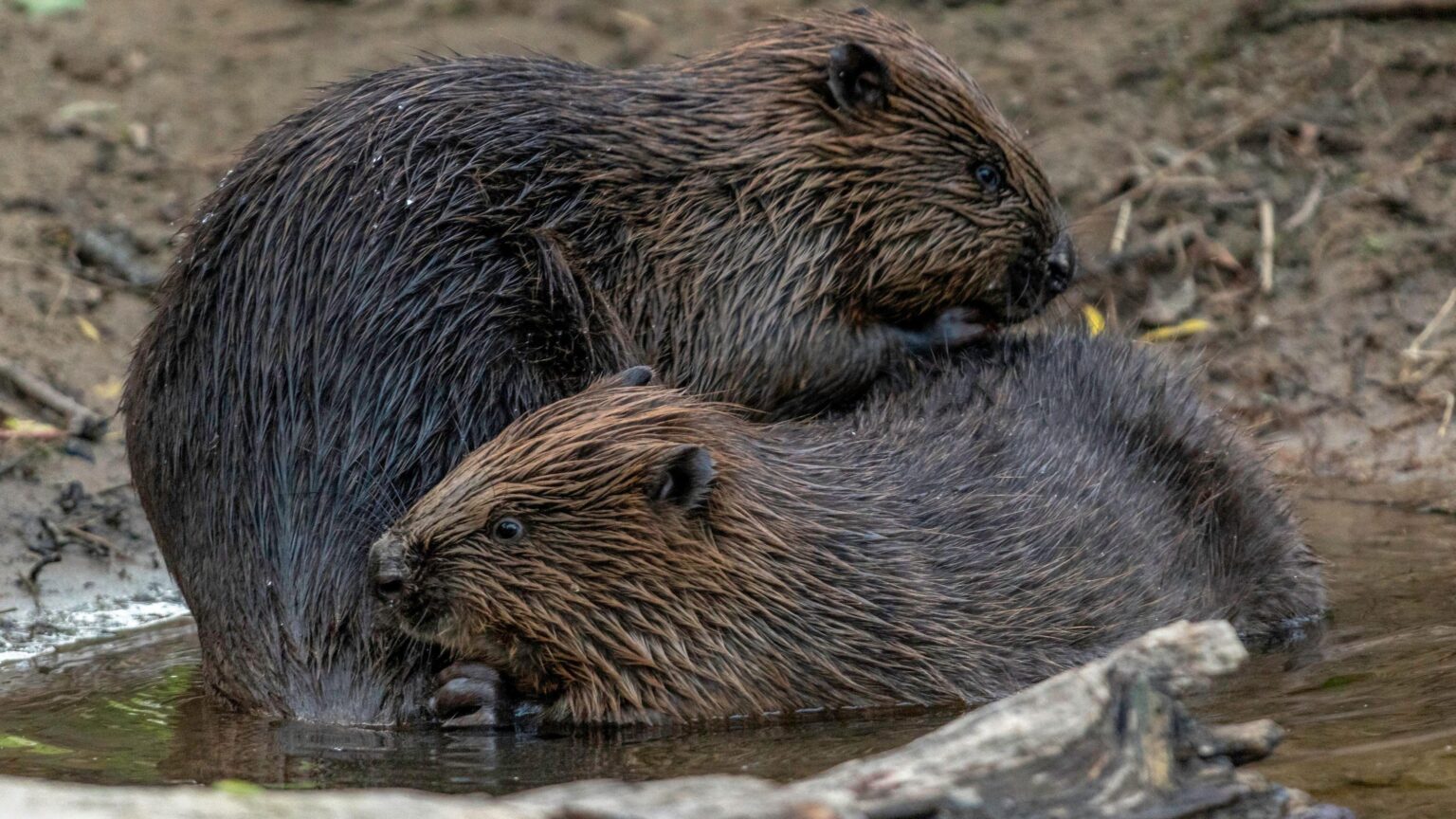 Wild beavers release approved for England – BBC