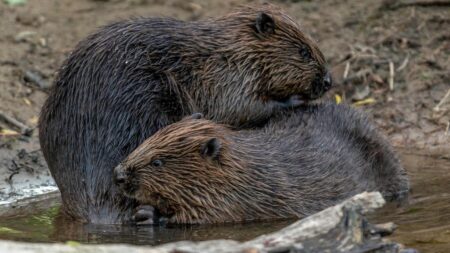 Wild beavers release approved for England – BBC