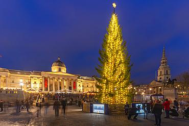 Westminster’s Lord Mayor switches on lights for the 77th Trafalgar Square Christmas Tree – Westminster City Council