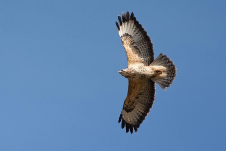 Buzzard found shot dead in Wolverhampton: RSPCA appeals for information – Raptor Persecution UK
