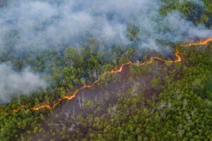 Peatland burning ban aims to protect wildlife and England’s carbon stores – The Guardian