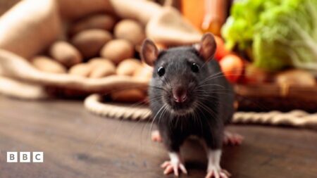 Welcome to Birmingham, England — Mind the Rats – The New York Times