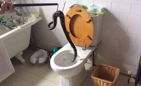 Snake that showed up in a Swindon toilet doing ‘really well’ – BBC