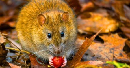 Warning to Brits to avoid ‘hazardous’ item that attracts rats to your garden – Bournemouth Echo