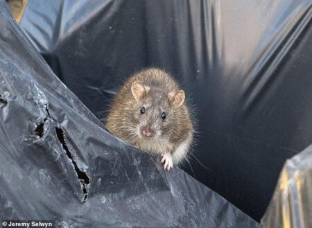‘We’ve got rats as big as your feet’: Birmingham residents despair as rubbish piles up – The Guardian