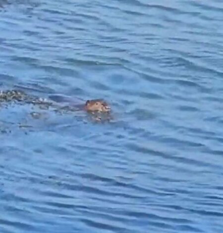 Critically Endangered rodent found dead after being spotted in the River Tamar – Plymouth Live