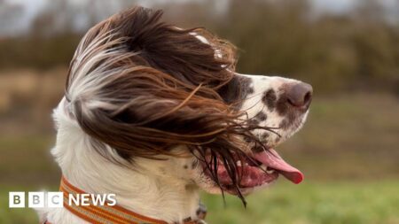 This Birmingham dog-walking trail is one of the best in the UK to try this Easter, according to new poll – birminghamworld.uk