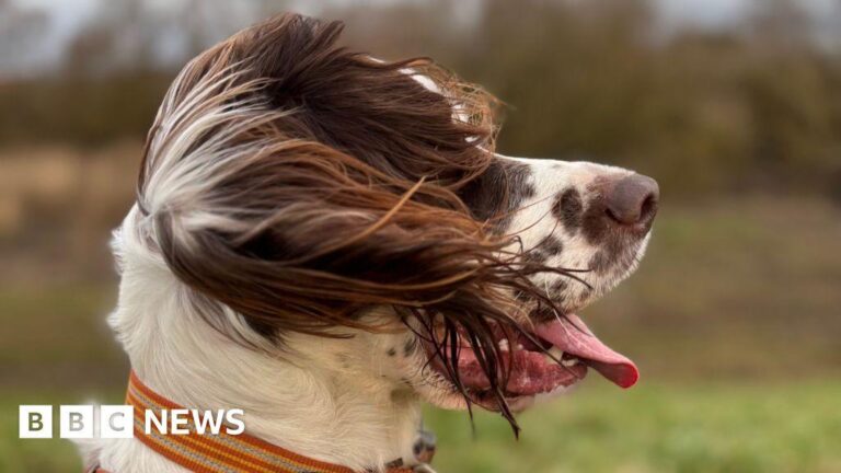 This Birmingham dog-walking trail is one of the best in the UK to try this Easter, according to new poll – birminghamworld.uk