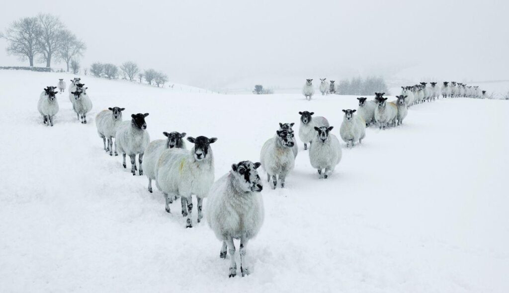 All the parts of England facing 0C snow next week measuring up to 7cm deep – Birmingham Live