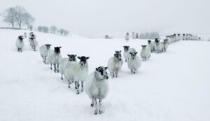 All the parts of England facing 0C snow next week measuring up to 7cm deep – Birmingham Live