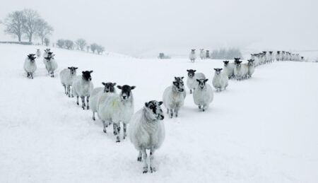 All the parts of England facing 0C snow next week measuring up to 7cm deep – Birmingham Live