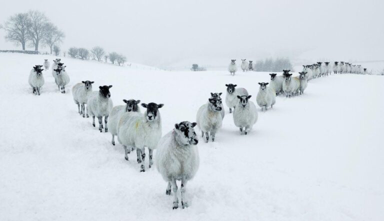 All the parts of England facing 0C snow next week measuring up to 7cm deep – Birmingham Live