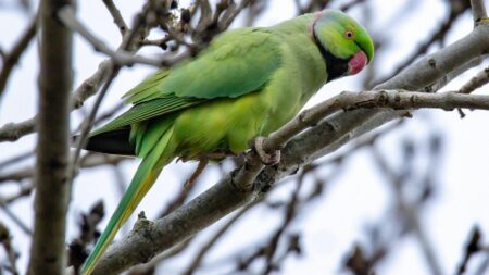 Parakeets: Why are parrots living in a park in Belfast? – BBC