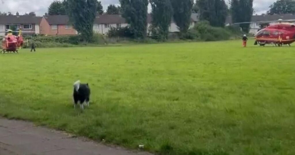 Woman in 30s killed by her pet dog in Coventry – The Guardian