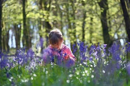 Ancient woodland hidden on the outskirts of Cardiff with a dreamy carpet of bluebells – Wales Online
