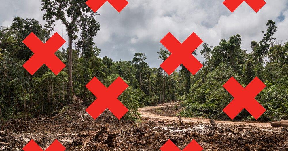 UK imports destroying Liverpool-sized forest each year: New analysis – Global Witness