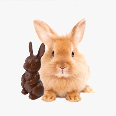 Plymouth charity plea to give chocolates not pets for Easter – BBC