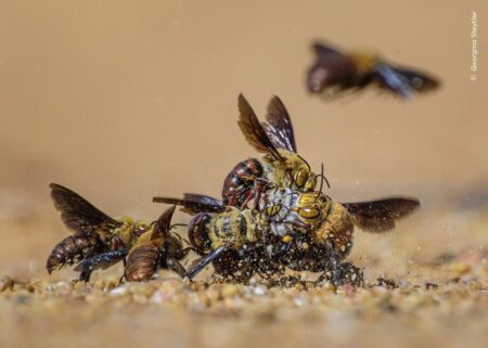 Save Wildlife in the West Midlands – Crowdfunder.co.uk