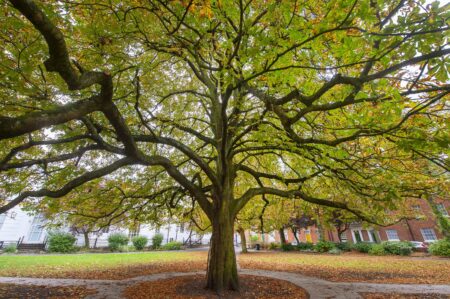 UK government report calls for taskforce to save England’s historic trees – The Guardian