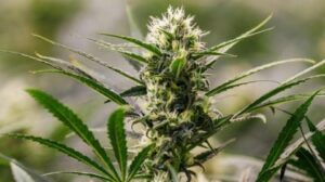 Dismay at rubbish left in Bristol park after pro-cannabis event – BBC