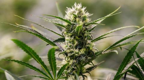 Dismay at rubbish left in Bristol park after pro-cannabis event – BBC
