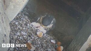Easter joy as peregrine chicks hatch at Derby Cathedral – BBC