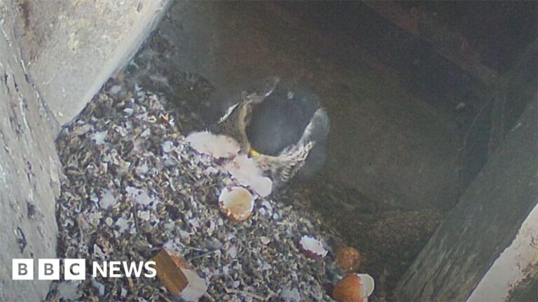 Easter joy as peregrine chicks hatch at Derby Cathedral – BBC