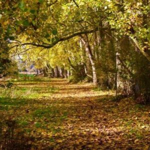 Lane closures set to begin on Westfield Road Bridge near Bourges Boulevard in Peterborough – Peterborough Telegraph
