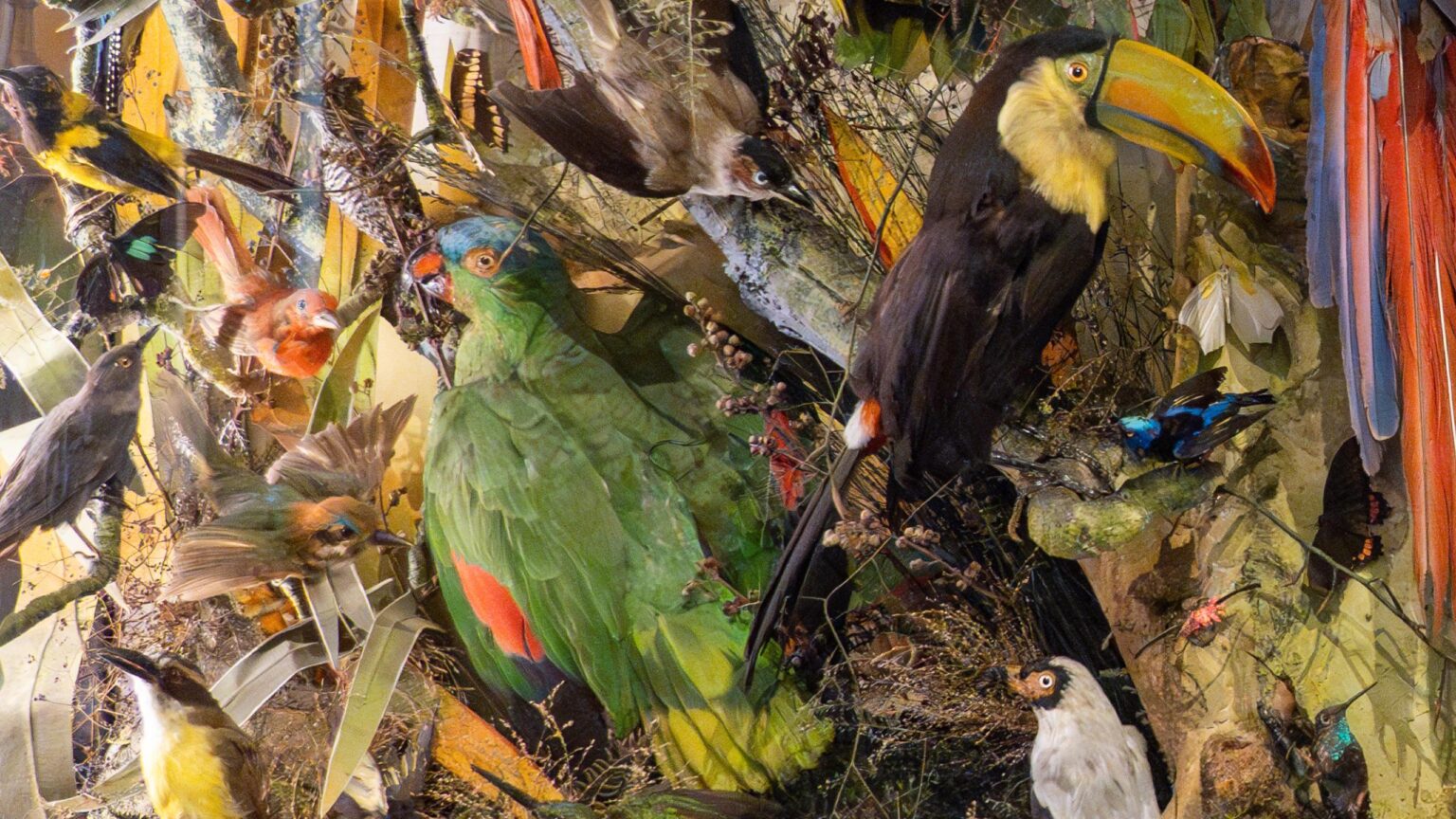A World of Birds – Mansfield Museum – Mansfield District Council