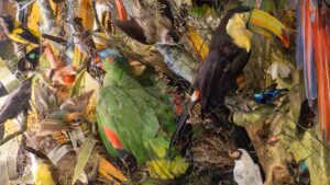 A World of Birds – Mansfield Museum – Mansfield District Council