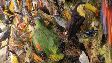 A World of Birds – Mansfield Museum – Mansfield District Council