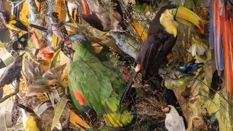 A World of Birds – Mansfield Museum – Mansfield District Council