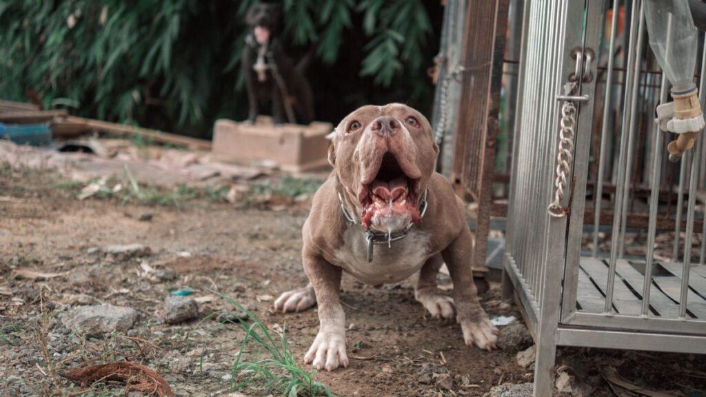 Two men arrested after XL bully dog fatally attacked in Slough – Sky News