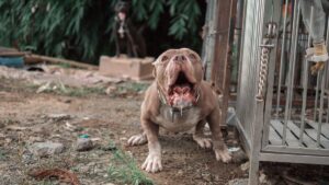 Two men arrested after XL bully dog fatally attacked in Slough – Sky News