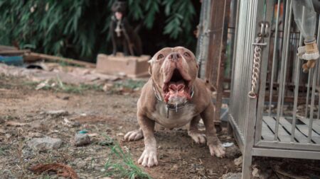 Two men arrested after XL bully dog fatally attacked in Slough – Sky News